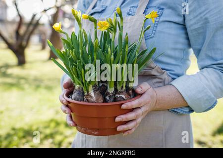 Donna che tiene piantati fiori di daffodil in vaso. Giardinaggio primaverile Foto Stock