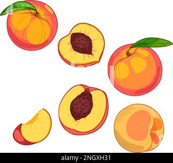 Pesca, frutta intera e fette, disegno a mano Illustrazione Vettoriale