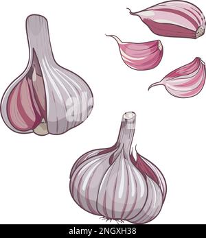 Illustrazione vettoriale disegnata a mano aglio . Mettere la testa e lo spicchio d'aglio. isolato su sfondo bianco. Schizzo colorato di cibo Illustrazione Vettoriale