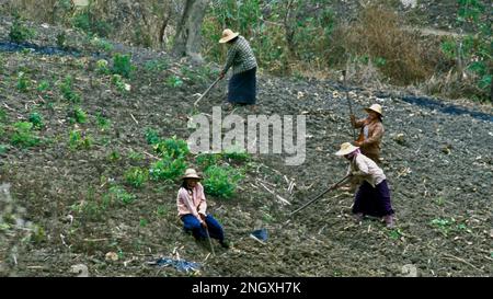 Le donne indigene Karen sgomberano la terra per l'agricoltura. Stato di Shan, Myanmar. Foto Stock