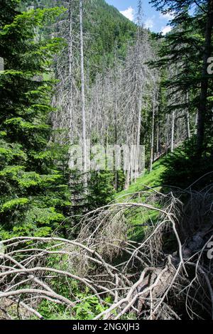 Wilde Natur in den abgelegenen Seitentälern des Valle Mesolcina im Süden Graubündens Foto Stock
