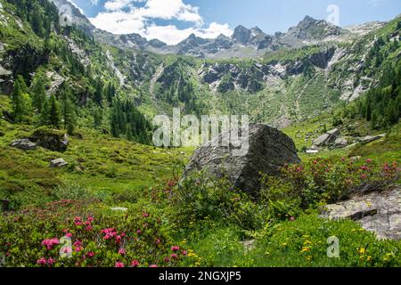 Wilde Natur in den abgelegenen Seitentälern des Valle Mesolcina im Süden Graubündens Foto Stock