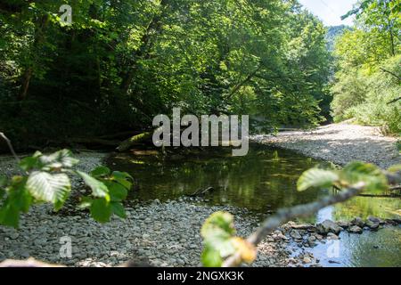 Blühende Natur am Grenzfluss Doubs Foto Stock