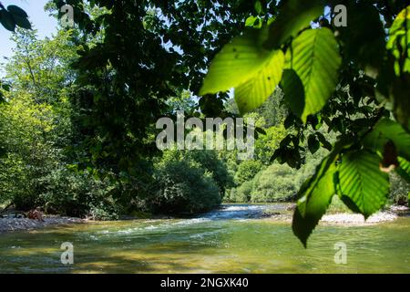 Blühende Natur am Grenzfluss Doubs Foto Stock