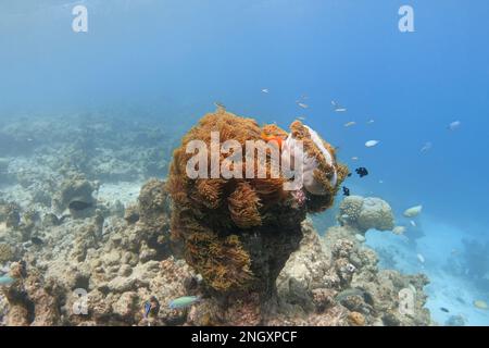 Anemoni marini colorati sulla scogliera di corallo sbiancato. Effetto del riscaldamento globale Foto Stock