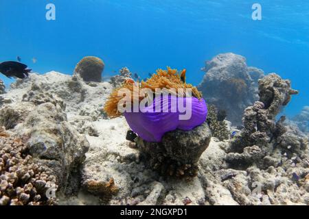 Anemone di mare violetto sulla scogliera di corallo sbiancata. Effetto di warmin globale Foto Stock
