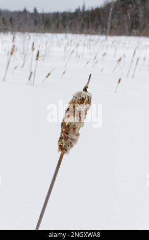 Testa di rush in inverno. Quebec, Canada. Foto Stock