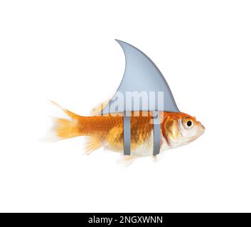 Immagine di un acquario di pesci oro nuoto con pinna di squalo Foto Stock