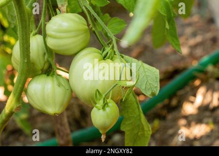 I pomodori verdi e non maturi sono appesi su un cespuglio. frutti grandi di verdure immature. nella piantagione di ortaggi a serra con pomodori e cetrioli Foto Stock