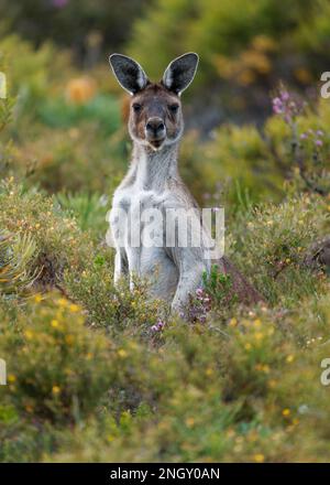 Canguro grigio occidentale - Macropus fuliginosus anche gigante o nero-faccia o canguro mallee o canguro sooty, grande canguro comune dalla parte meridionale Foto Stock