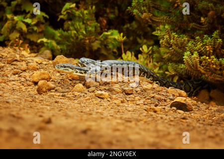 Tappeto Python - Morelia spilota Grande serpente di Pythonidae trovato in Australia, Nuova Guinea, Arcipelago di Bismarck e le Isole Salomone settentrionali. Serpente Foto Stock