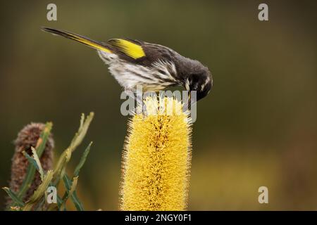 New Holland Honeyater - Phylidonyris novaehollandiae - uccello australiano di colore giallo nelle ali che si nutrono di nettare sul fiore giallo di banksia Foto Stock