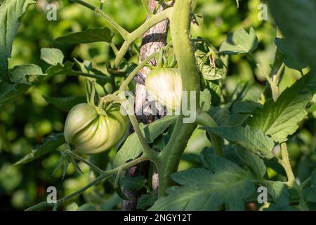 I pomodori verdi e non maturi sono appesi su un cespuglio. frutti grandi di verdure immature. nella piantagione di ortaggi a serra con pomodori e cetrioli Foto Stock