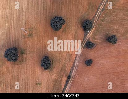 vista zenithal da un drone di un campo arato con diversi alberi di querce e un palo di elettricità, su un terreno arato colorato, e un sentiero che attraversa la fie Foto Stock