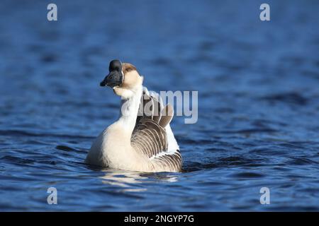 Una cignoide di oca cigno Anser che nuota su un lago blu in inverno Foto Stock