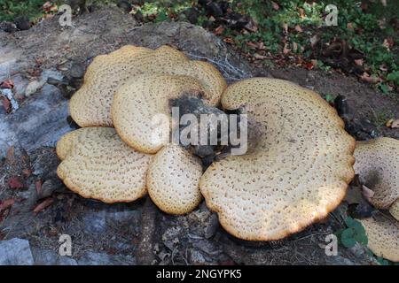 Polyporus squamosus aka Cerioporus squamosus è un fungo basidiomycete a bretella, con i nomi comuni della sella di dryad e del fungo posteriore del fagiano Foto Stock