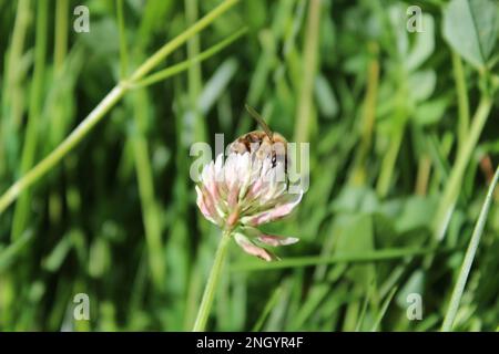 Honeybee (Apis mellifera) raccolta nettare da un trifoglio bianco (Trifolium repens) in primavera Foto Stock