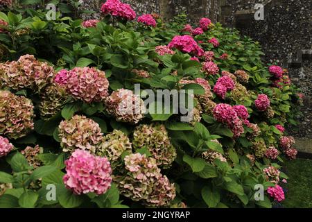 Arbusti rosa di Hydrangea in piena fioritura all'interno del Castello di Arundel. Screensaver sfondo giardinaggio naturale. Esempio di arbusti di hortensia in terreni alcalini Foto Stock