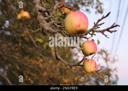 Tre mele rosate dorate appese alla fine di un vecchio albero di mele gnarled con selezione di fuoco. Autunno raccolto sfondo concetto carta da parati Foto Stock