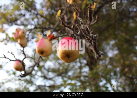 Mele biologiche overmature su un albero pronto per la raccolta. Visto al crepuscolo. Messa a fuoco morbida, carta da parati autunnale calda e naturale, sfondo o salvaschermo Foto Stock