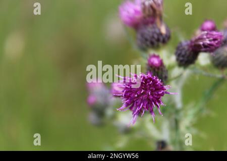 Cardo scozzese viola in fiore sullo sfondo verde a fuoco morbido, con messa a fuoco selettiva su un singolo fiore viola e il resto sfocato dietro. Foto Stock