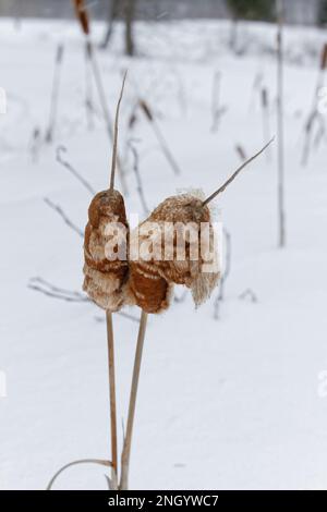 Torrusce in inverno. Quebec, Canada. Foto Stock