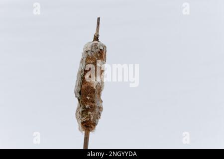 Cattail in inverno. Quebec, Canada. Foto Stock
