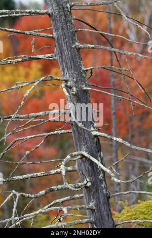 Primo piano di un albero morto in autunno. Quebec, Canada Foto Stock