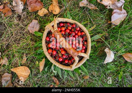 Cetriosi di rosee selvatiche raccolte nei pressi di Pemberton, British Columbia Foto Stock