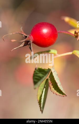 Le rosee selvatiche crescono vicino a Pemberton, British Columbia Foto Stock