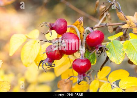 Le rosee selvatiche crescono vicino a Pemberton, British Columbia Foto Stock