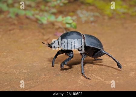 Un raro scarabeo di sterco senza volant (Circellium bacchus), Addo Elephant National Park, Sudafrica Foto Stock