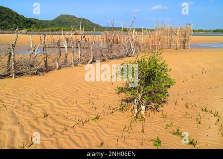 Tradizionale pesce Tsonga trappola costruita nel Kosi bay estuary, Tongaland, Sud Africa Foto Stock