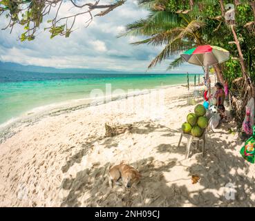 Pigra spiaggia tropicale nelle isole Philppines, con sabbia bianca, sabbia fine, mare blu chiaro, un cane che riposa all'ombra, alcune noci di cocco fresche, verdi per bere, Palm t Foto Stock