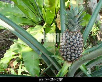 Frutta giovane di ananas su pianta di albero con sfondo verde naturale, gustosa frutta tropicale sulla campagna Foto Stock