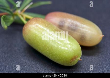 Primo piano del frutto di maturazione di Billardiera Cymosa o Sweet Apple Berry una pianta usata come Bush Food dagli aborigeni australiani Foto Stock