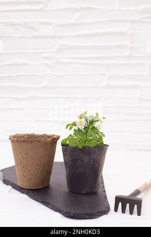 Torba biologica ecologica e pentole nere con fiore di crisantemo con rastrello su tavola nera su fondo bianco. Concetto di giardinaggio, piantando, Foto Stock