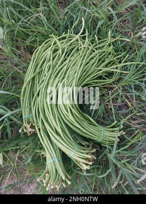 fascio di verdure fresche di semi di asparagi verdi crudi Foto Stock