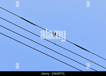 Sotto la vista di un uccello di Martin pescatore dal grovio bianco appollaiato sulla cima di un filo elettrico e guardando lontano sotto il cielo blu Foto Stock