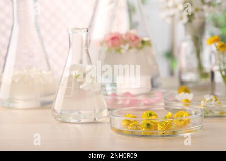 Fiori diversi in vetreria da laboratorio, focalizzazione su capsula di Petri con boccioli di coppa gialla, spazio per testo. Estrazione dell'olio essenziale Foto Stock