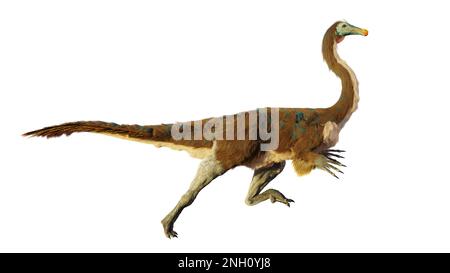 Gallimimus, dinosauro teropodo del tardo Cretaceo, isolato su sfondo bianco Foto Stock