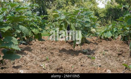 Primo piano su melanzane alimenti biologici in campo agricolo nel pomeriggio Foto Stock