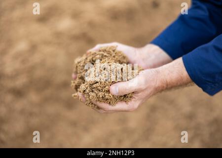 Mani di contadini maschi che detengono una manciata di chicchi di birra Foto Stock