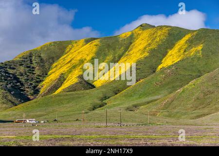 Colline ricoperte di margherite collinari che fioriscono all'inizio di marzo, Caliente Range, fattoria sottostante, Carrizo Plain National Monument, California, USA Foto Stock