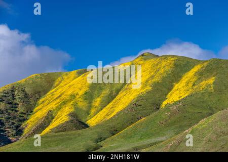 Colline ricoperte di margherite collinari che fioriscono all'inizio di marzo, Caliente Range, vista da Soda Lake Road, Carrizo Plain National Monument, California USA Foto Stock