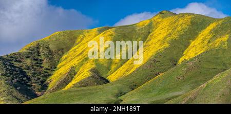 Colline ricoperte di margherite collinari che fioriscono all'inizio di marzo, Caliente Range, vista da Soda Lake Road, Carrizo Plain National Monument, California USA Foto Stock