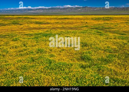Campi di fiori selvatici di collina, inizio marzo, TEMBLOR Range in lontananza, vista da Soda Lake Road, Carrizo Plain Natl Monument, California, USA Foto Stock