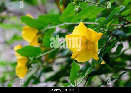 Coppa dell'oro dell'erba di San Giovanni, Coppa dell'oro Hypericum beanii, coppa dell'arbusto a forma di coppa, fiori gialli Foto Stock