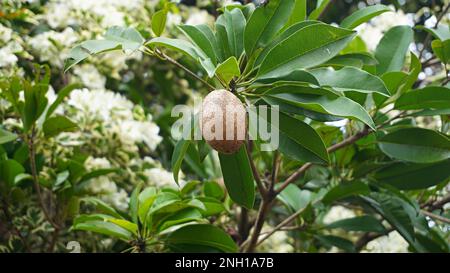 Primo piano marrone sapodilla frutta bastone sull'albero con esso bellezza fiori Foto Stock