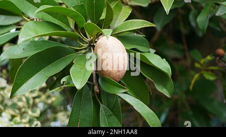 Primo piano marrone sapodilla frutta bastone sull'albero con esso bellezza fiori Foto Stock